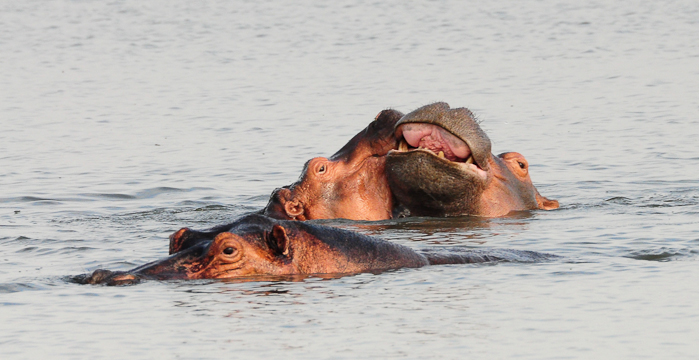 346 - Hippos Victoria Nile DSC_0288